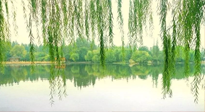 【養(yǎng)生知識】已入五九，六九將至，五九的養(yǎng)生秘訣，你知道嗎？