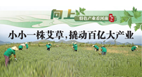 【行業(yè)資訊】向上，特色產(chǎn)業(yè)看河南：南陽艾區(qū)域品牌正在叫響！