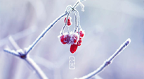 【小寒節(jié)氣】時處二三九，臘月梅花開！