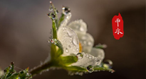 【二十四節(jié)氣灸】雨水節(jié)氣，扶陽、祛濕、調(diào)氣血，才是養(yǎng)生重點！艾灸，橫掃濕寒！