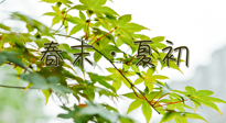 【艾灸養(yǎng)生】春末夏初：上熱下寒癥狀，補(bǔ)不如疏通淤堵，試試艾灸吧！