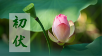 【三伏天】初伏將至，“蒸煮”模式開啟！想要健康，這四類食物別錯過！！