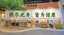 【艾草知識(shí)】小小艾草，渾身是寶，一生燃盡此身，皆為健康！